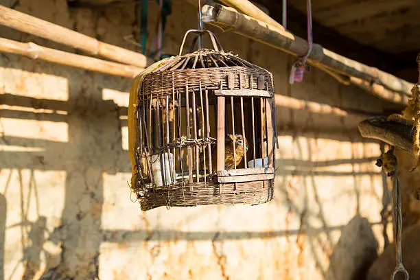 Birdcage with the bird in Vietnam