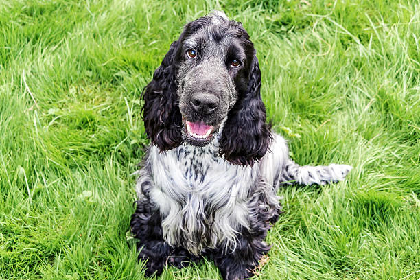 istock smiling english cocker Spaniel sitting on grass 578085592