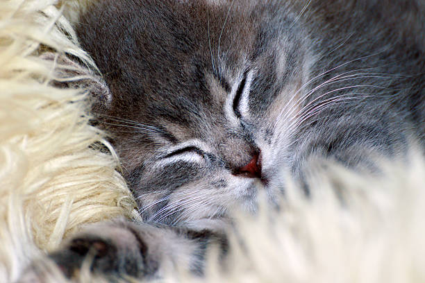 istock cute little cat sleeping on fur 578085610