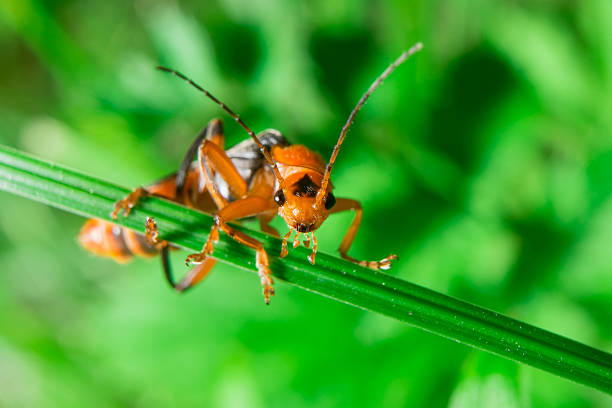 istock Macro of the orange black bug looking to the camera 578085850