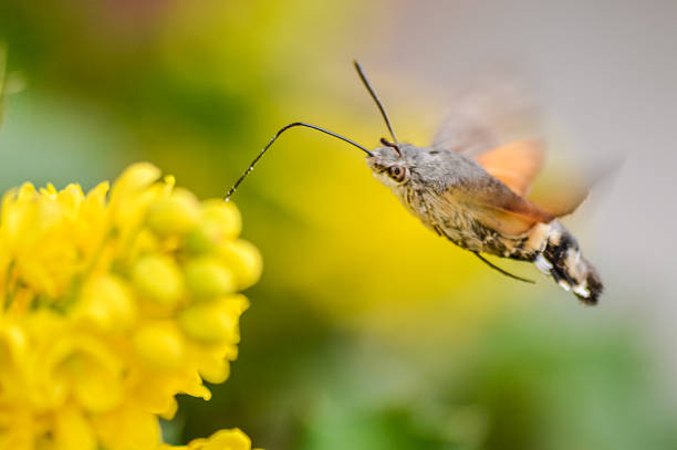 istock Hummingbird Hawk-moth and Mahonia flowers 578086316