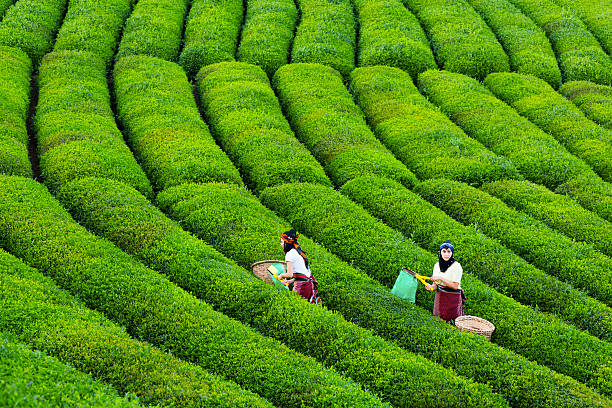 istock women collecting green tea 578088552