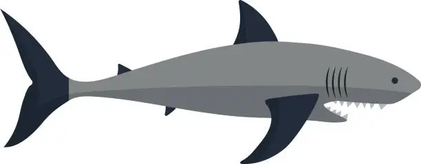 Vector illustration of Shark vector illustration.