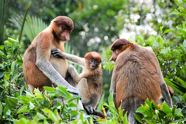 familia de monos probóscide - kalimantan fotografías e imágenes de stock