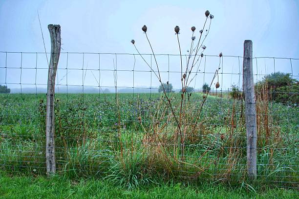 istock Foggy Morning Fence 578090332