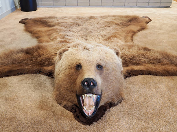 Bear Carpet Rug Stock Photo - Download Image Now - Animal Skin Rug, Bear, Animal Hair - iStock Bear Carpet Rug Stock Photo - Download Image Now - Animal Skin Rug, Bear, Animal Hair - iStock