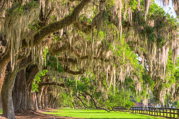 istock Southern Plantation Foliage 578092320