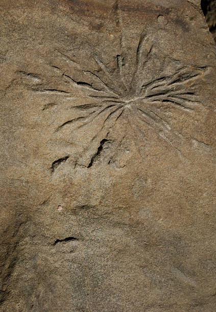 istock texture of stone with fossil 578093306