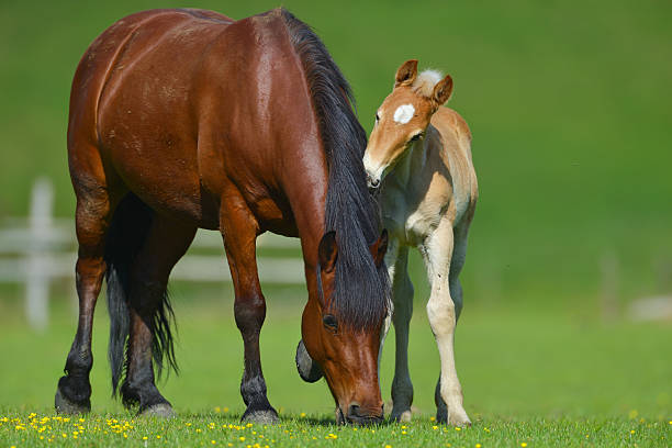 istock Foal with a mare on a summer pasture 578093506