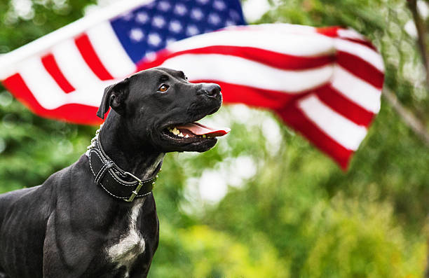 American Pit Bull American Pit Bull with American Flag on natural background american dog stock pictures, royalty-free photos & images