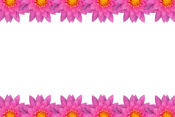 frame pink lotus isolated on white background for design in concept of nature.