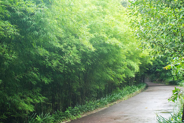 bambuswald und gehweg an regnerischen tagen. - zhejiang provinz stock-fotos und bilder
