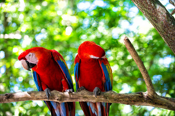 istock two red ara parrot outdoor 578094454