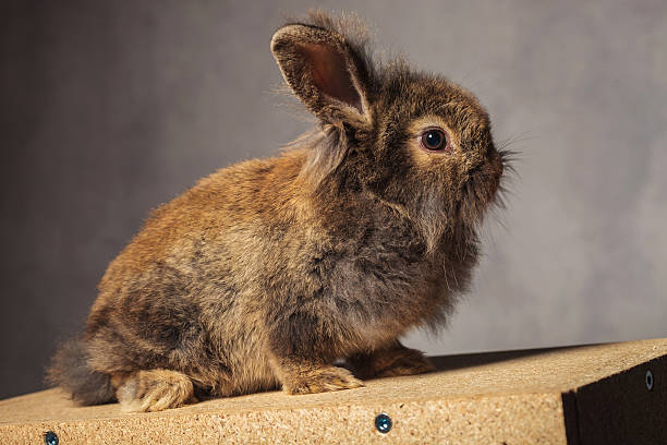 istock Side view of a brown lion head rabbit bunny 578094896