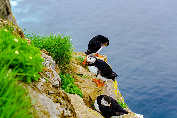 istock Puffin at the cliff of Latrabjarg 578094934