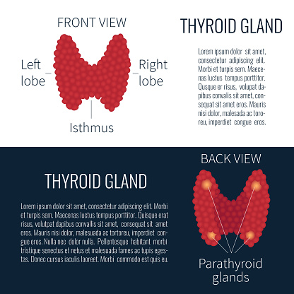 Thyroid gland front and back view on white and dark blue background. Human thyroid gland symbol. Anatomy of people. Medical human internal organ symbol. Vector illustration.