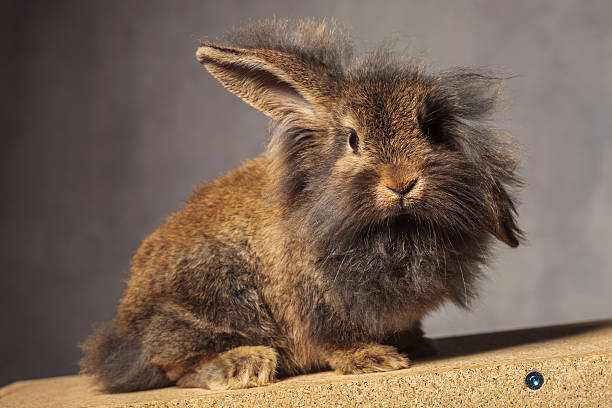 istock lion head rabbit bunny looking at the camera 578095022