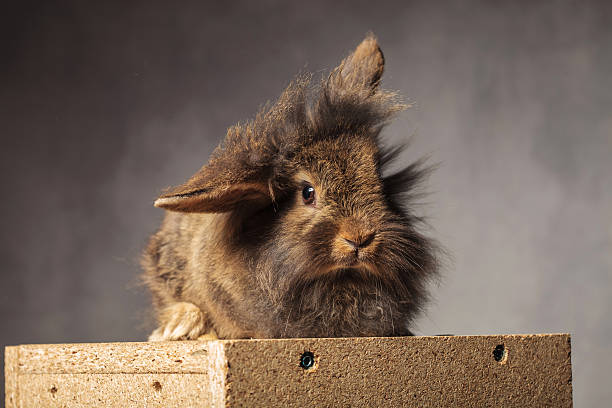 istock Cute brown lion head rabbit bunny sitting 578095248