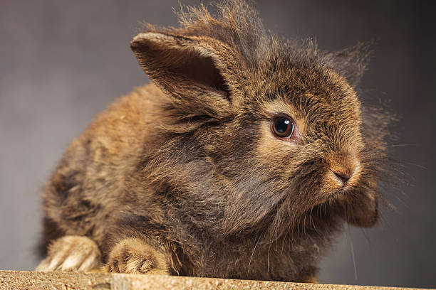 istock Side view of a brown lion head rabbit bunny sitting 578095428