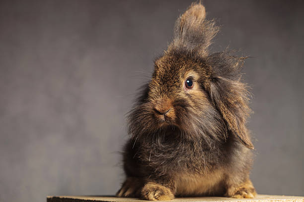 istock Furry brown lion head rabbit bunny sitting 578095578