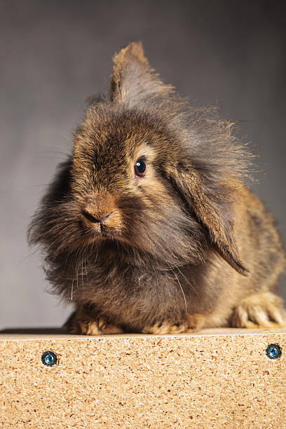 istock Portrait of a brown lion head rabbit bunny sitting 578095742