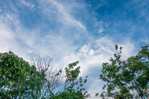 istock blue sky and tree in the morning 578095860