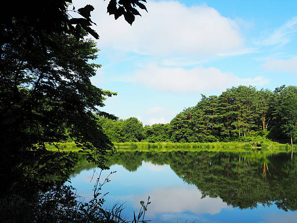 istock Shore Of A Lake In Early Summer 578096008
