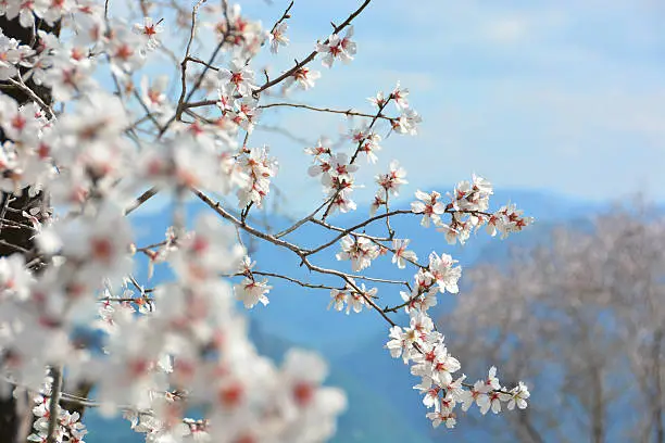 SpringBlossom Tree