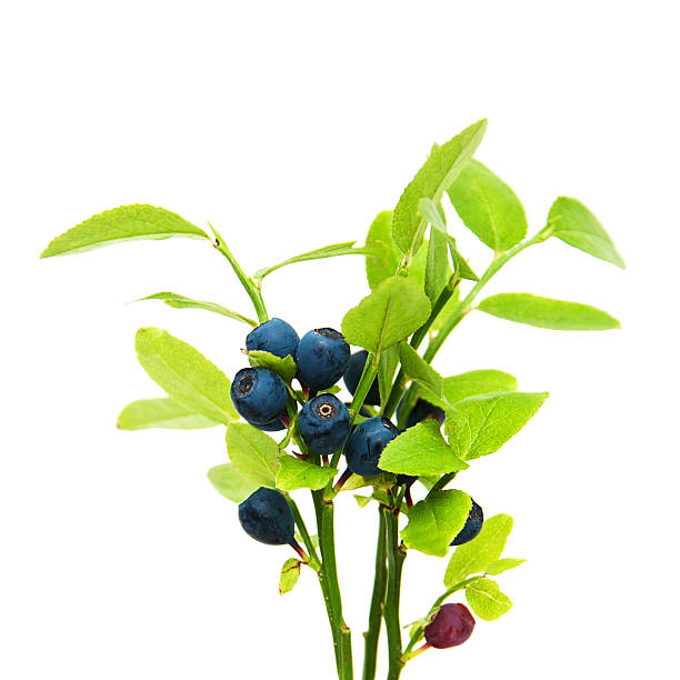 istock ripe blueberries on the branch 578098186