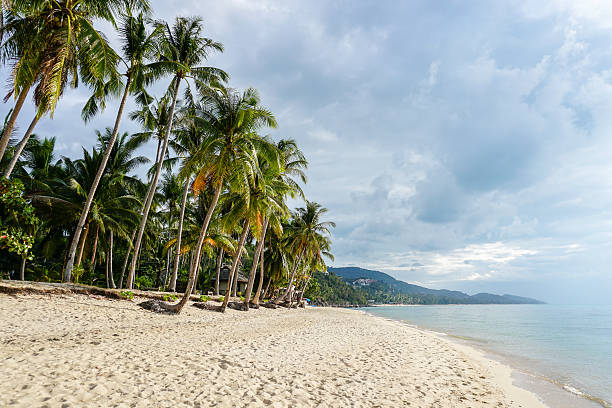istock Tropical beach with palm tree against cloudy sky 578098984