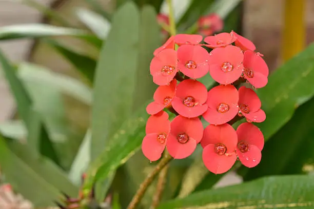 Crown of thorns (Coroa-de-cristo), Euphorbia milii, in nature in Brazil, with drops of water after the rain