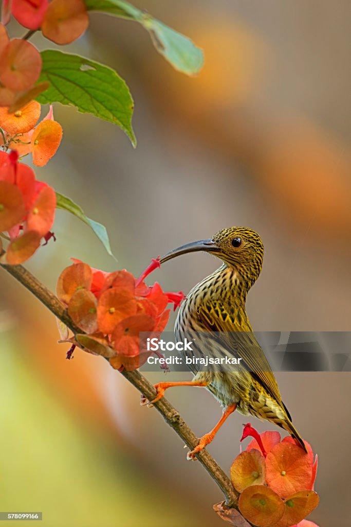 spider hunter sunbird enjoying sweet nectar spider hunter sunbird drinks sweet nectar from china hat flower Animal Wildlife Stock Photo