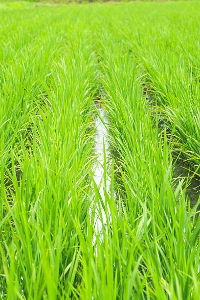 istock Paddy rice , asahikawa hokkaido japan 578099692