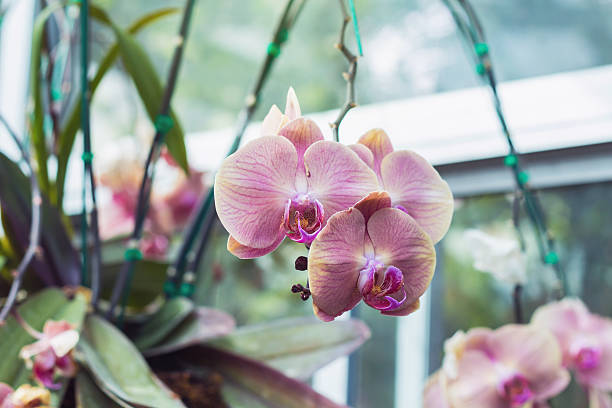 istock Image of beautiful purple orchid 578099922