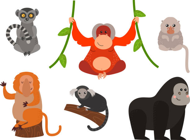 Monkey vector illustration Cartoon monkey vector illustration. Monkey animal and jungle cartoon wild life. Monkey cute types cute primate isolated. Monkey zoo jumping chimpanzee mammal. howler monkey stock illustrations