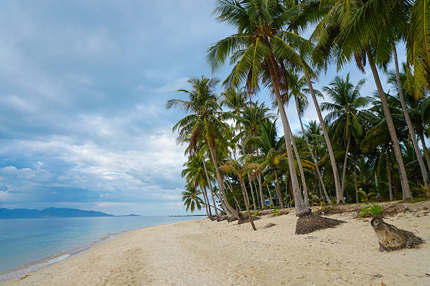 istock Tropical beach with palm tree against cloudy sky 578100316