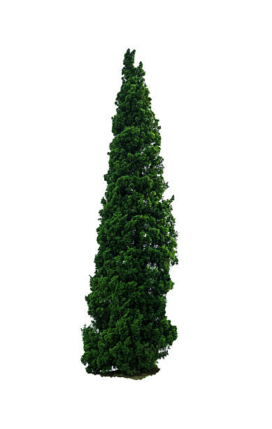 istock Green beautiful and tall tree isolated on white background 578100638