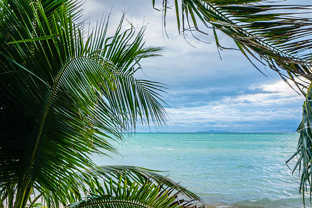 istock Palm tree branches trembling on stormy wind against seascape 578101038