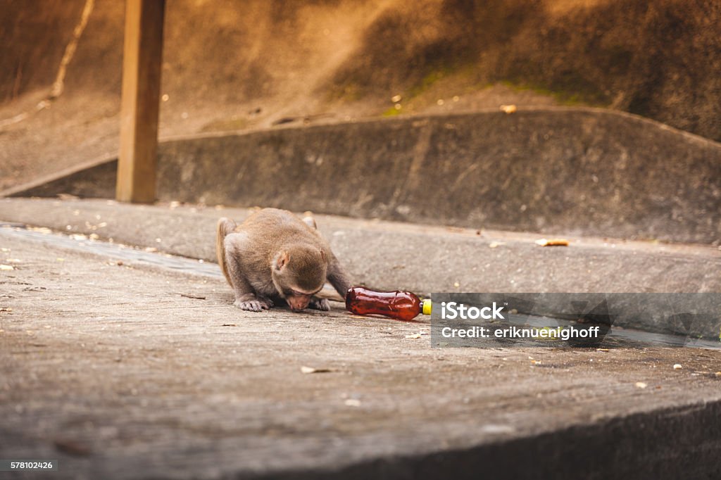 Macaque Drinks from a Spilled Soda Bottle Macaque Drinks from a Spilled Soda Bottle in Hong Kong Animal Stock Photo