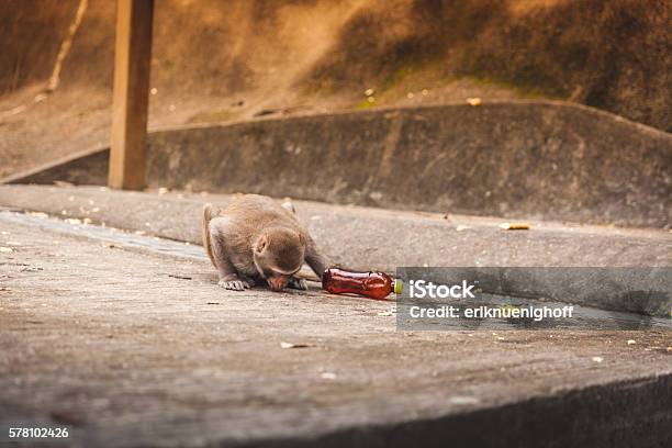 Macaque Drinks From A Spilled Soda Bottle Stock Photo - Download Image Now - Animal, Animal Wildlife, Ape