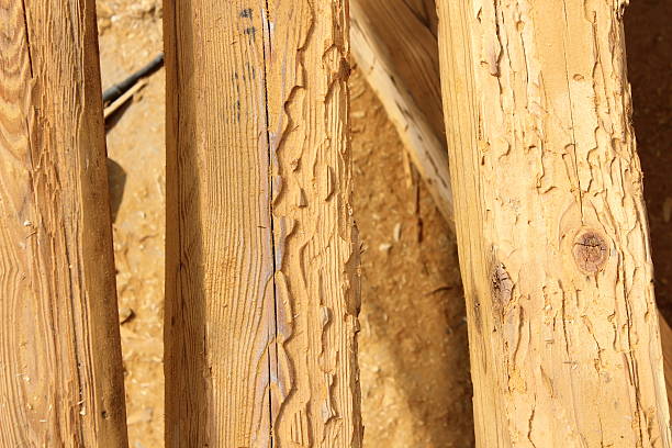 construction wooden beams destroyed by insect attack construction wooden beams destroyed by insect attack ( Hylotrupes bajulus, the house longhorn beetle ) long horn beetle stock pictures, royalty-free photos & images