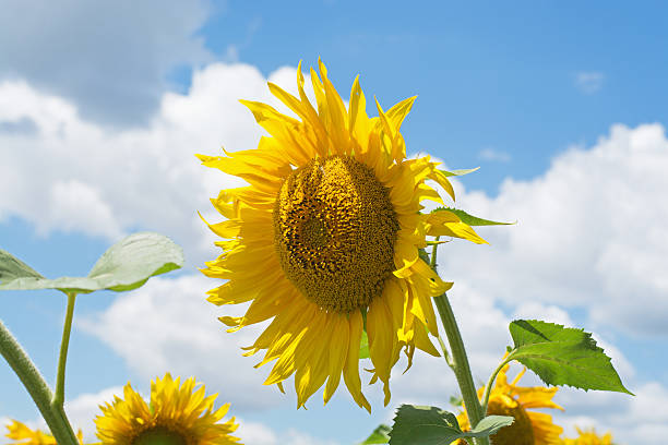istock field of blooming sunflowers 578104048