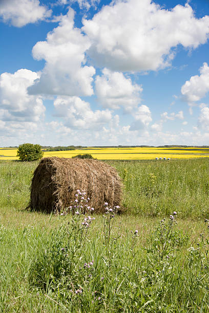 ländliche landschaft mit gelben rapsfeldern und heuballen - saskatchewan saskatoon field prairie stock-fotos und bilder