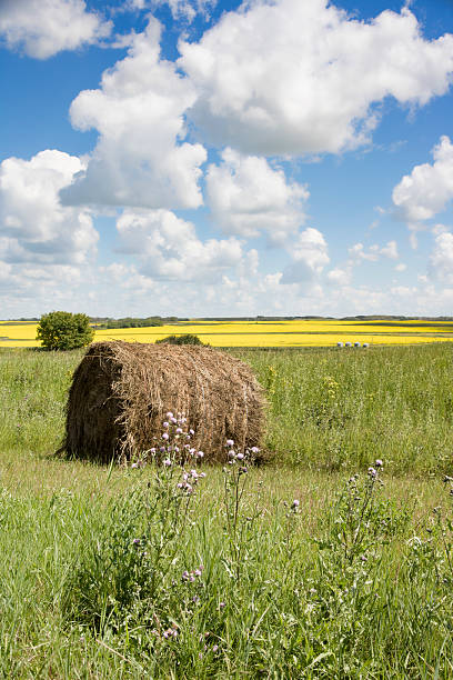 paesaggio rurale con campi di canola gialla e balle di fieno - saskatoon saskatchewan prairie field foto e immagini stock