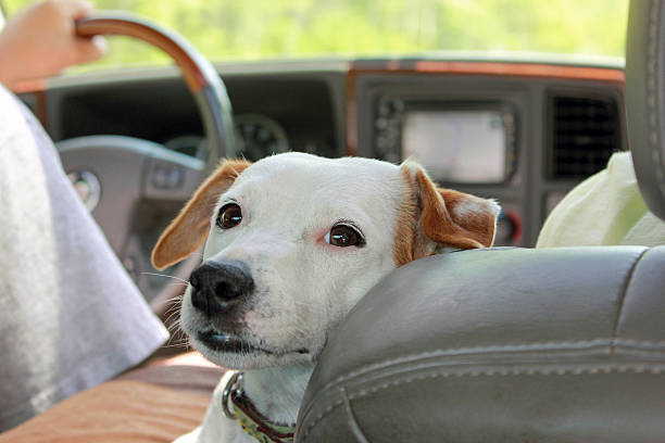 istock Jack Russell Terrier Dog in a Car 578105170