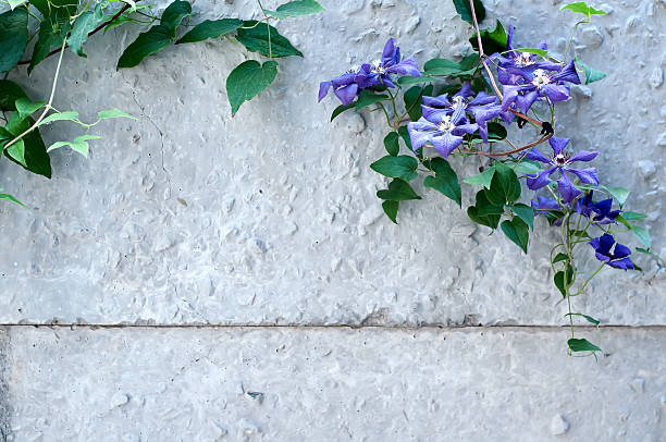 istock The Green Creeper Plant 578105250