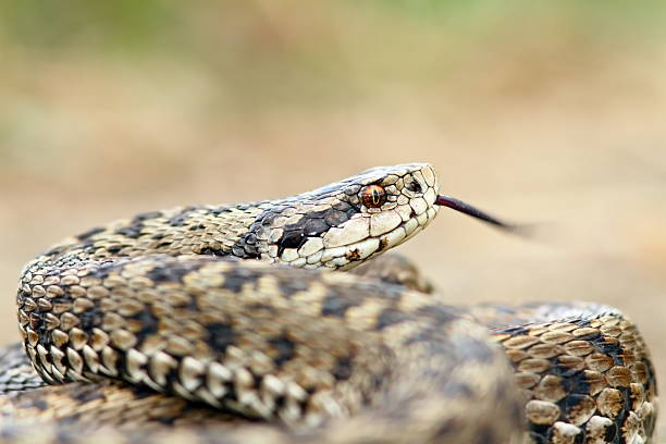 istock dangerous european snake 578105548