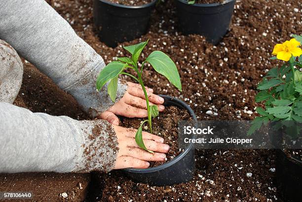 Child Gardening Stock Photo - Download Image Now - Agriculture, Boys, Business