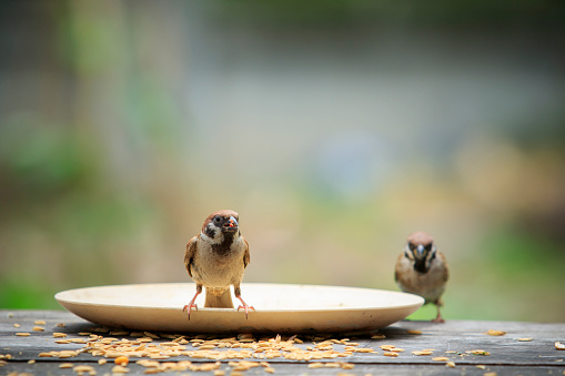 eurasian sparrow and paddy in mouth standing on wood table with green blur background