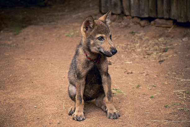 Beautiful wolf pupy dog seating in yard in dust